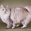 Kurilean Bobtail