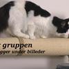 Katte- byg selv gruppe på facebook