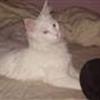 Den hvide Maine Coon