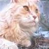 Maine Coon katte og Norsk Skovkat