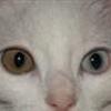 Odd-Eye