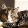 Kattene(L)