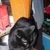De sorte kat