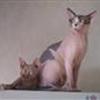Sphynx!