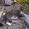Udekattene