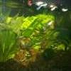 Akvarie fisk