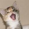De sjove katte