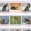 Great Pictures of Cats