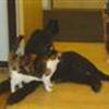 Hund & Kat