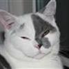 British Shorthair-Gruppen