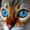 Bengaler ;0)