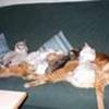 De orientalske katte