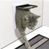 Katte lemmen