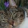 KATTE
