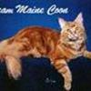 Team Maine Coon