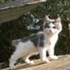 Vinderkattene