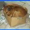 Hjælp de græske hunde