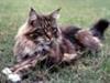 Maine Coon