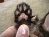 Polydactyle katte
