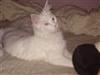 Den hvide Maine Coon