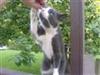 Diverse Katte...!!!!
