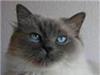 Ragdoll