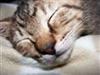 Kit-cats