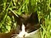 Putte katten