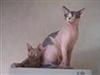 Sphynx!