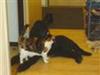 Hund & Kat