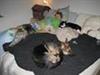 For dem der elsker katte:-)