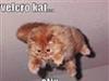 Verdens sødeste katte