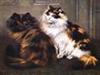 Tortie Kattene