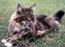 Maine Coon