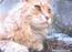 Maine Coon katte og Norsk Skovkat
