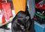 De sorte kat