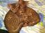 Ocicat Killing - Cato