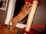 Ocicat Killing - Cato