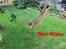 Ocicat Killing - Cato