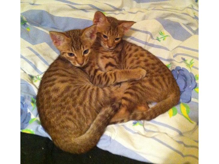 Ocicat Killing - Cato billede 0