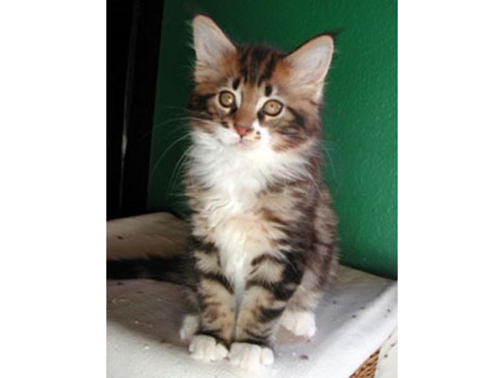 Søger Maine Coon han billede 0