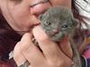 Korat Primprau&#39;s Korat hankilling og hunkilling