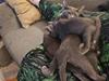 Korat Primprau&#39;s Korater