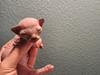 Sphynx INGE, SEBASTIAN, og HELEN