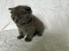British Shorthair Han killinger s&#230;lges