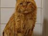 Maine Coon Myfias Oluf Madsen