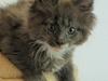 Maine Coon Blackangel&#39;s Billy Summers
