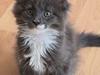 Maine Coon Blackangel&#39;s Billy Summers