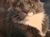 Maine Coon Blackangel&#39;s Billy Summers
