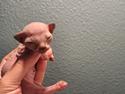 Sphynx INGE, SEBASTIAN, og HELEN